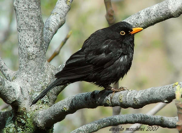 Merlo Turdus merula. semplicemente un maschio e una femmina.